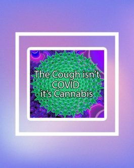 The Cough isn’t COVID it’s Cannabis Marijuana Pot Weed Bubble-free stickers